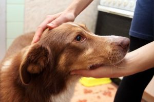 Comment réagir face à des convulsions chez le chien ?