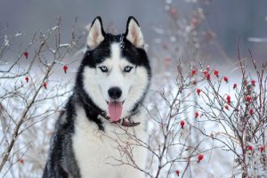 Pourquoi le husky sibérien a-t-il les yeux bleus ?