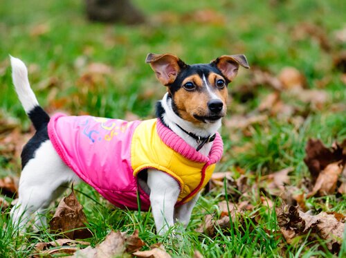 Un défilé de vêtements pour chiens dont les bénéfices iront aux animaux abandonnés