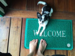 Comment éviter que votre chien ne saute pour vous saluer