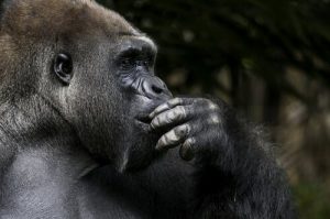 Koko la gorille avait un esprit prodigieux