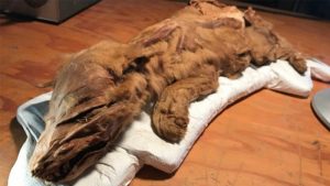 Découverte d'un louveteau momifié au Canada