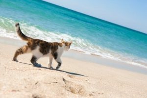 Existe-t-il des plages pour chats ?