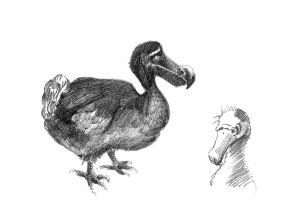 dessin d'un dodo