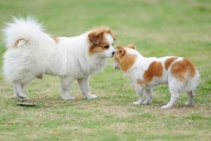 Le salut chez les chiens : tout ce que vous devez savoir