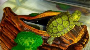comment fabriquer un terrarium pour votre tortue ?