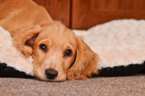 Les vomissements chez les chiens : précautions et soins
