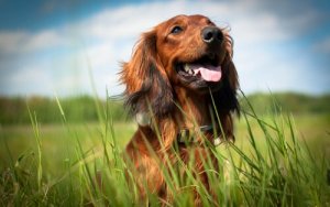 5 raisons d'adopter un chien et de le rendre heureux