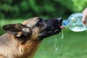 chien qui boit de l'eau pour transpirer