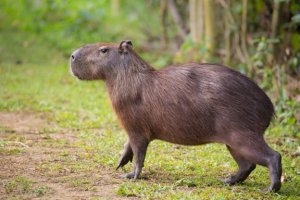 Que sont les capybaras ?