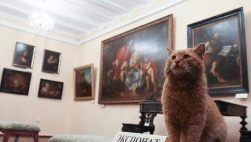 Un chat devient concierge de musée