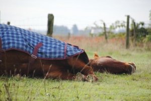 Est-ce que les chevaux dorment debout ou couchés ?