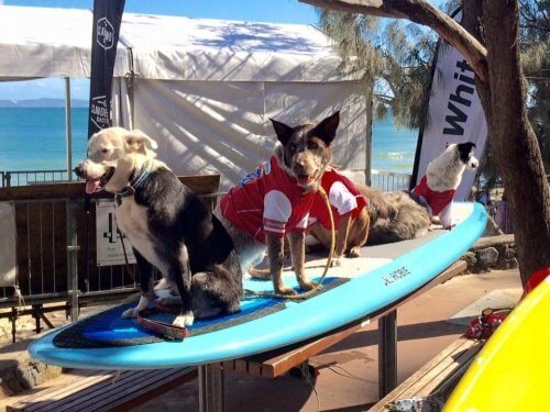 Noosa Surf Festival en Australie, une compétition pour les chiens et leurs maîtres