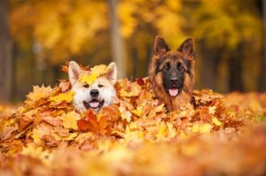 5 dangers pour votre chien en automne