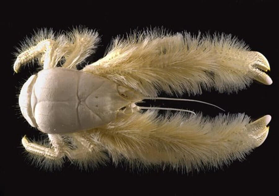 le crabe yéti fait partie des animaux marins les plus rares
