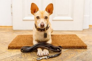 7 erreurs de dressage des chiens
