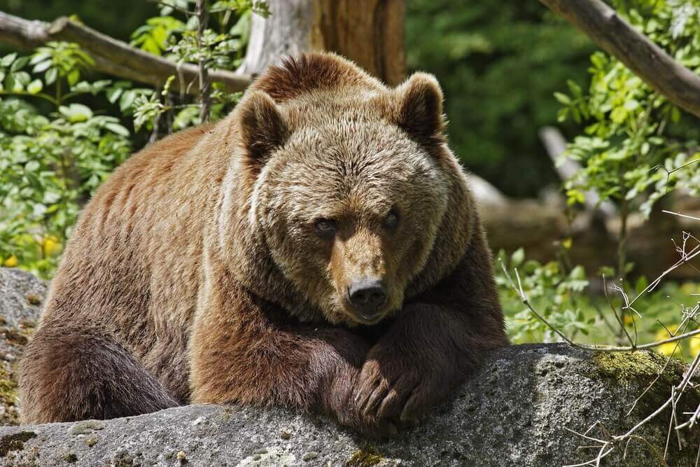 les différences entre l'ours brun et le Grizzly