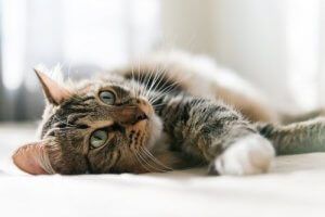 boules de poils chez les chats : comment les éviter ?
