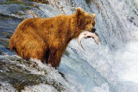 Différences entre l'ours brun et le Grizzly