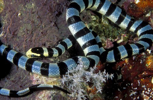Les serpents marins, l’une des espèces les plus venimeuses au monde
