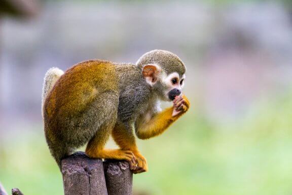 Le singe écureuil, le plus petit des primates