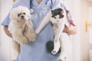antibiotiques pour chiens et chats