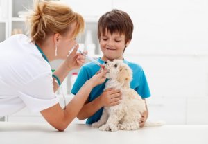 vétérinaire qui administre des antibiotiques à un chien