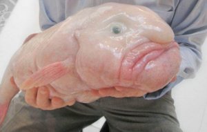 Le Blobfish, habitat et caractéristiques