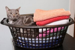 Bobby, le chat ayant survécu à une machine à laver