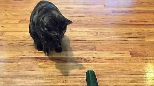 Pourquoi les chats ont parfois peur des concombres ?