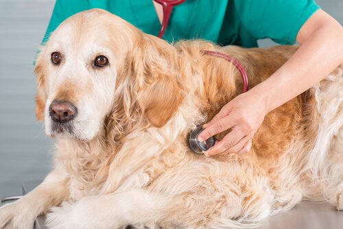 Comment venir en aide à un chien ayant subi un accident ?