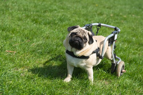 Les chiens paralysés parviennent à marcher grâce aux cellules de leurs museaux