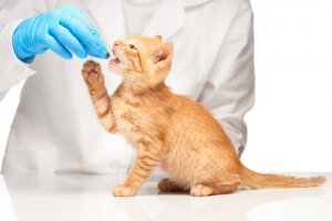 comment donner des comprimés à votre chat ?