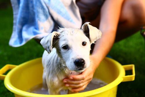 pour limiter les allergies à votre chien, lavez-le régulièrement