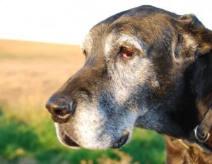 Quelle est l'origine des poils gris chez les chiens ?