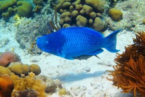 Le poisson-perroquet bleu, informations et caractéristiques