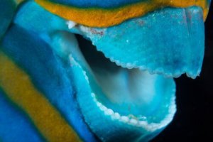 mâchoire du poisson-perroquet bleu
