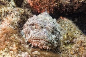 Le poisson-pierre : l'habitant invisible des récifs