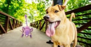 Pokémon Go : comment ce jeu a sauvé la vie d'un chien