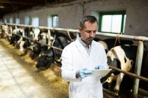 La résistance aux antibiotiques du bétail