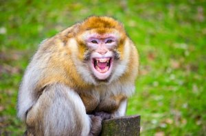 Le singe qui a attaqué le roi : un macaque de Gibraltar