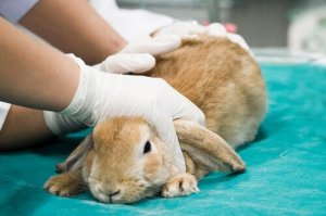 traitement contre les puces pour lapins