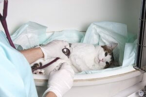 Les 5 cas d'urgence les plus courants dans une clinique vétérinaire
