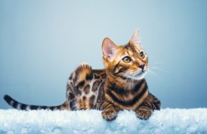 Le chat Bengal, un léopard miniature à la maison