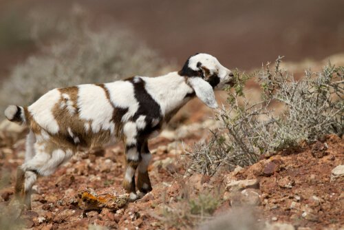 Les chèvres de Fuerteventura