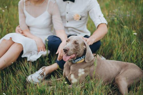 Conseils pour faire participer votre chien à votre mariage