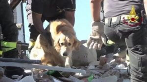 Ce chien a été sauvé 9 jours après un séisme dont il a été victime
