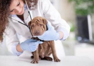 en cas d'anémie chez un chien, la consultation chez le vétérinaire est nécessaire