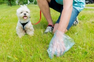 apprendre les règles d'hygiène à son chien