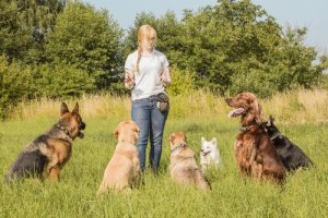 Connaissez-vous les dog sitters en ligne pour votre chien ?
